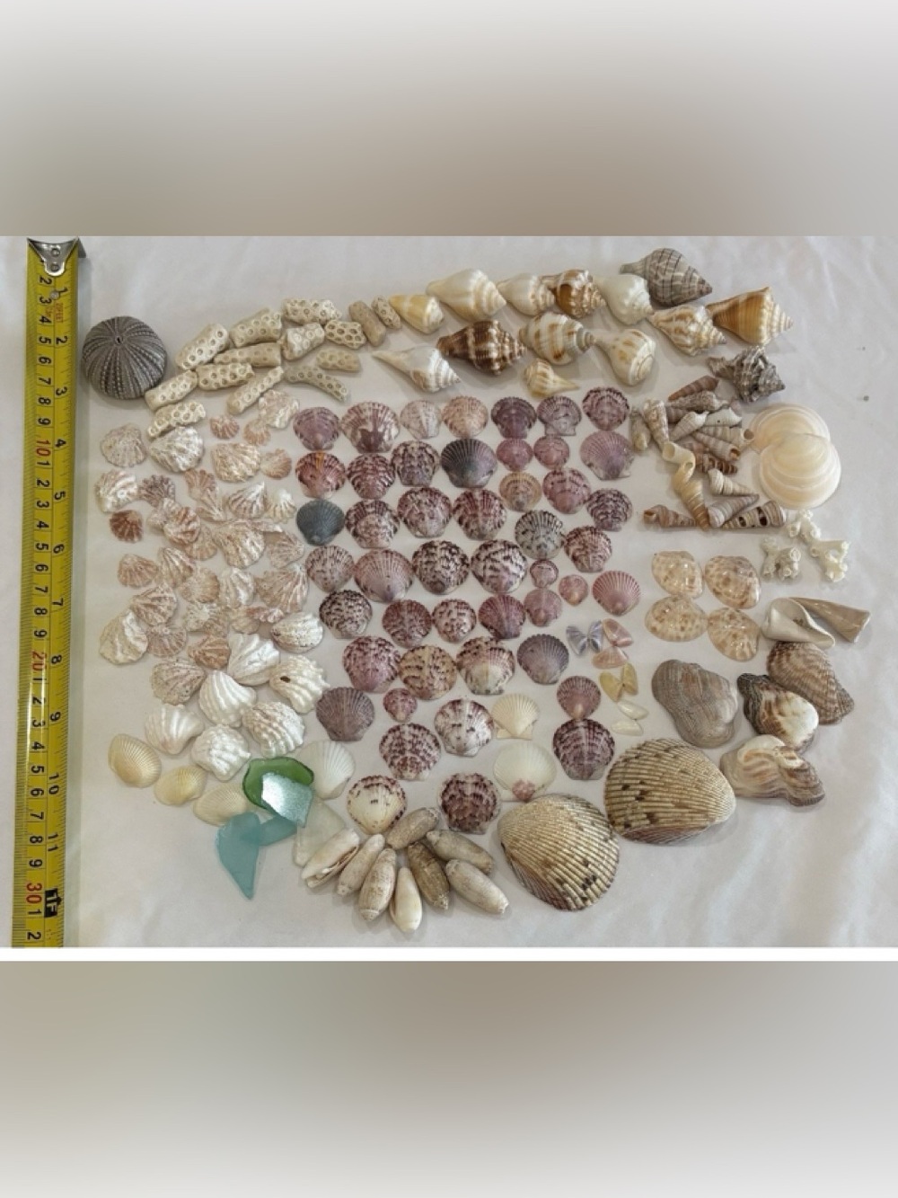 165 MIX SEASHELLS SHELLS SMALLER SIZE SANIBEL, FLORIDA CRAFT /COLLECTER LOT - Picture 1 of 6